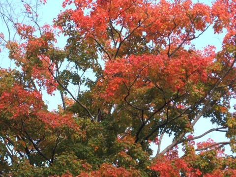Autumn maple tree