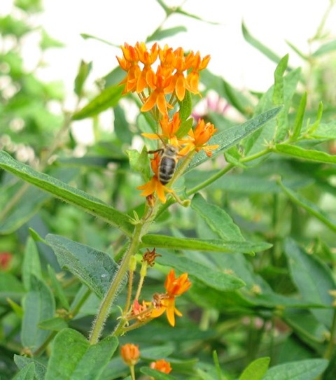 Butterfly bush with bee