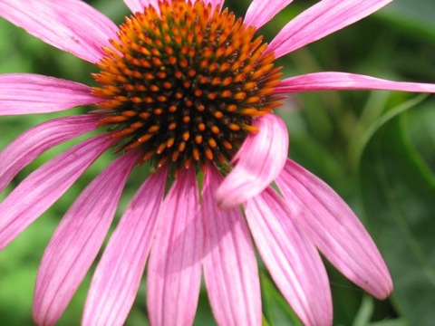 Coneflower closeup