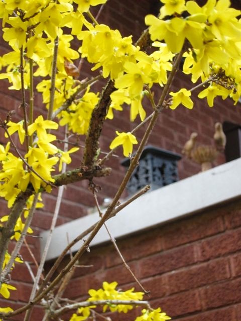 Forsythia