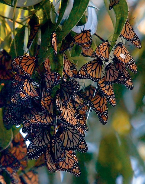 Inside Bay Area monarchs on tree