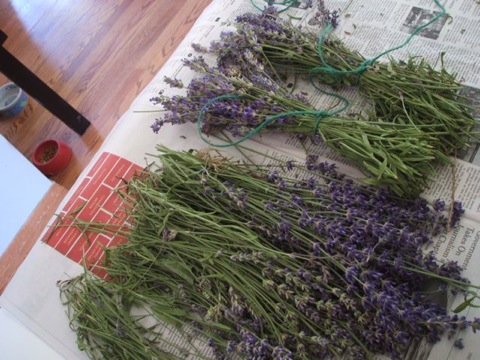 Lavender harvest
