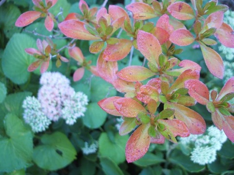 Signs of fall azalea