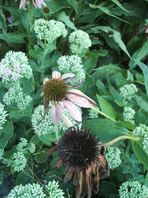 Signs of fall dying coneflower