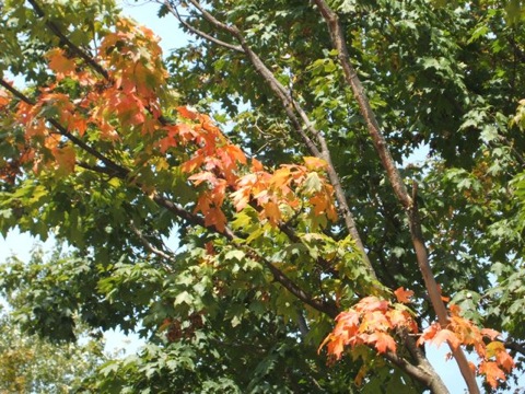 Signs of fall maple leaves