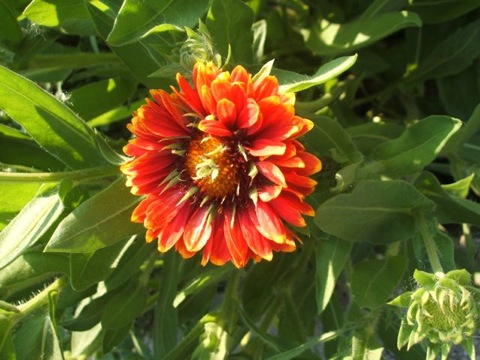 Spring blanket flower