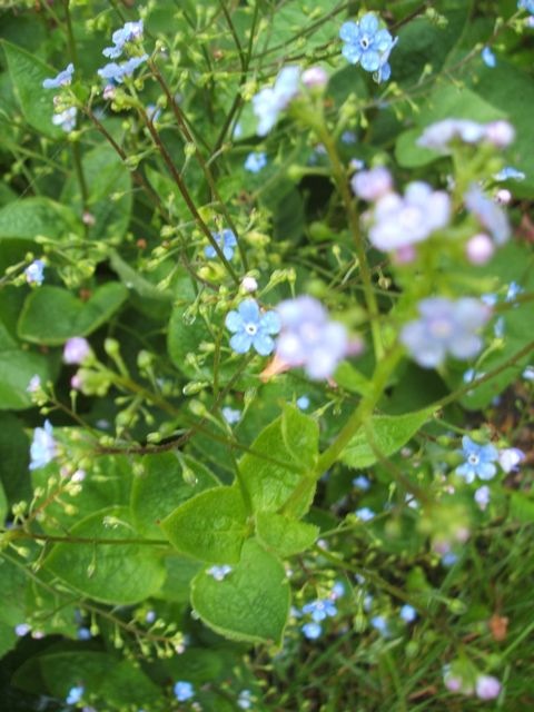 Spring brunnera
