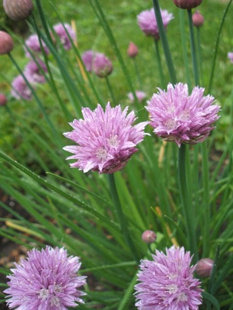 Spring chives